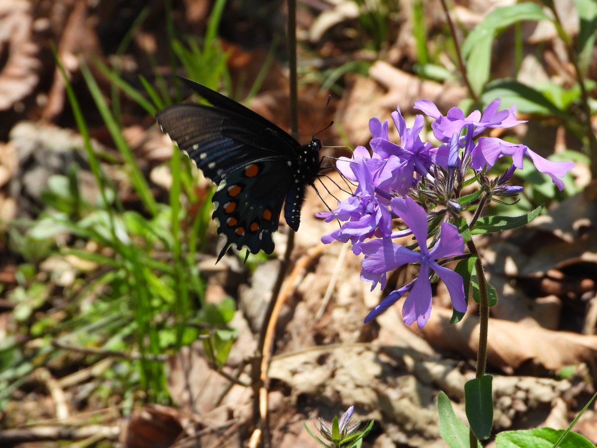 teresaholmes351's tweet image. A few pics from a camping trip this week at one of our local state parks. Have a great day. #Ohio #StateParks