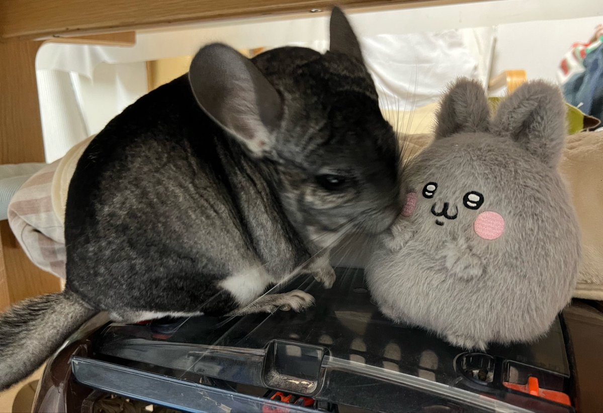 チンチラさんのあさぎさん tweet media