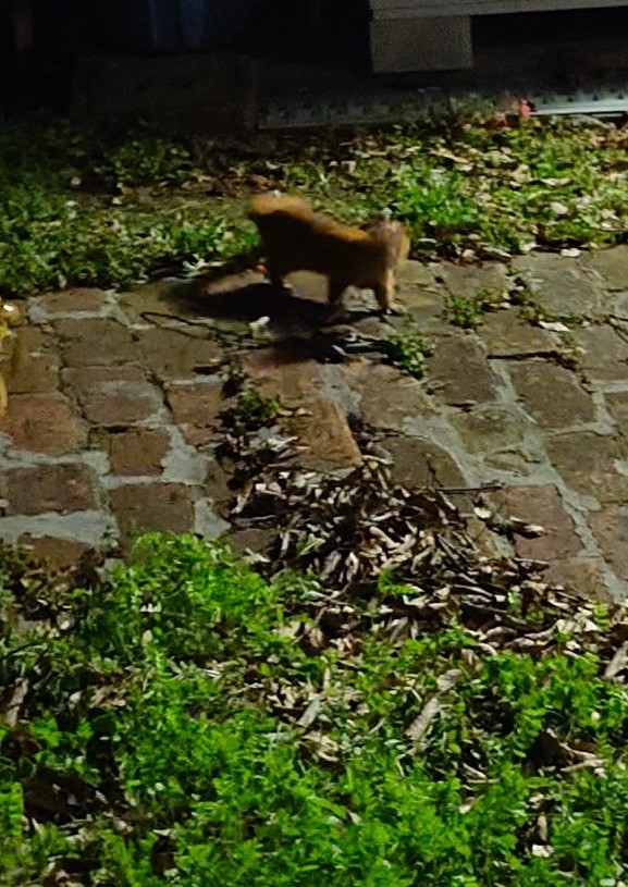 庭で猫の夜散歩してたらイタチに遭遇