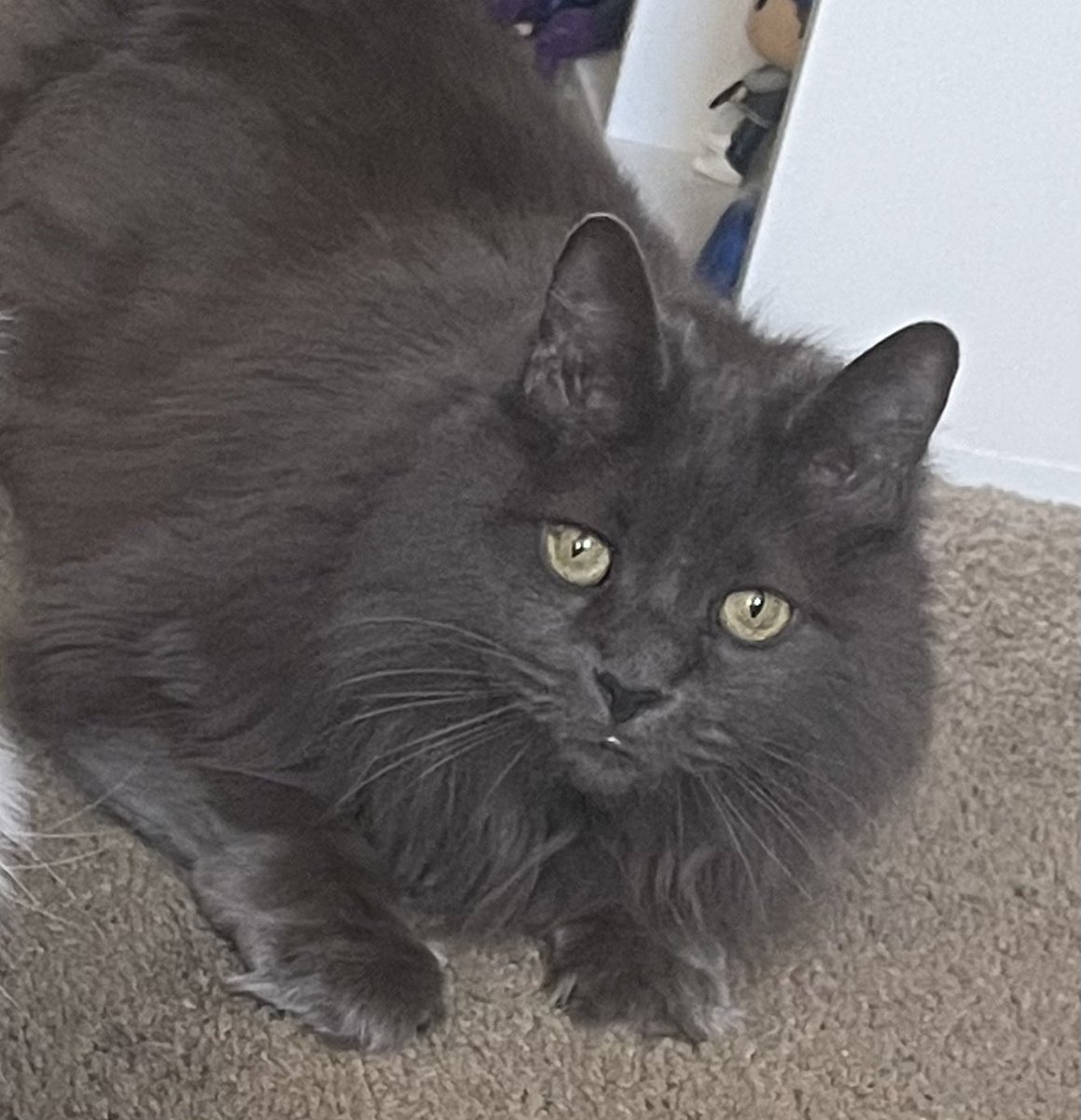pepperbug's tweet photo. cutie patootie https://t.co/tWUj3smgpg