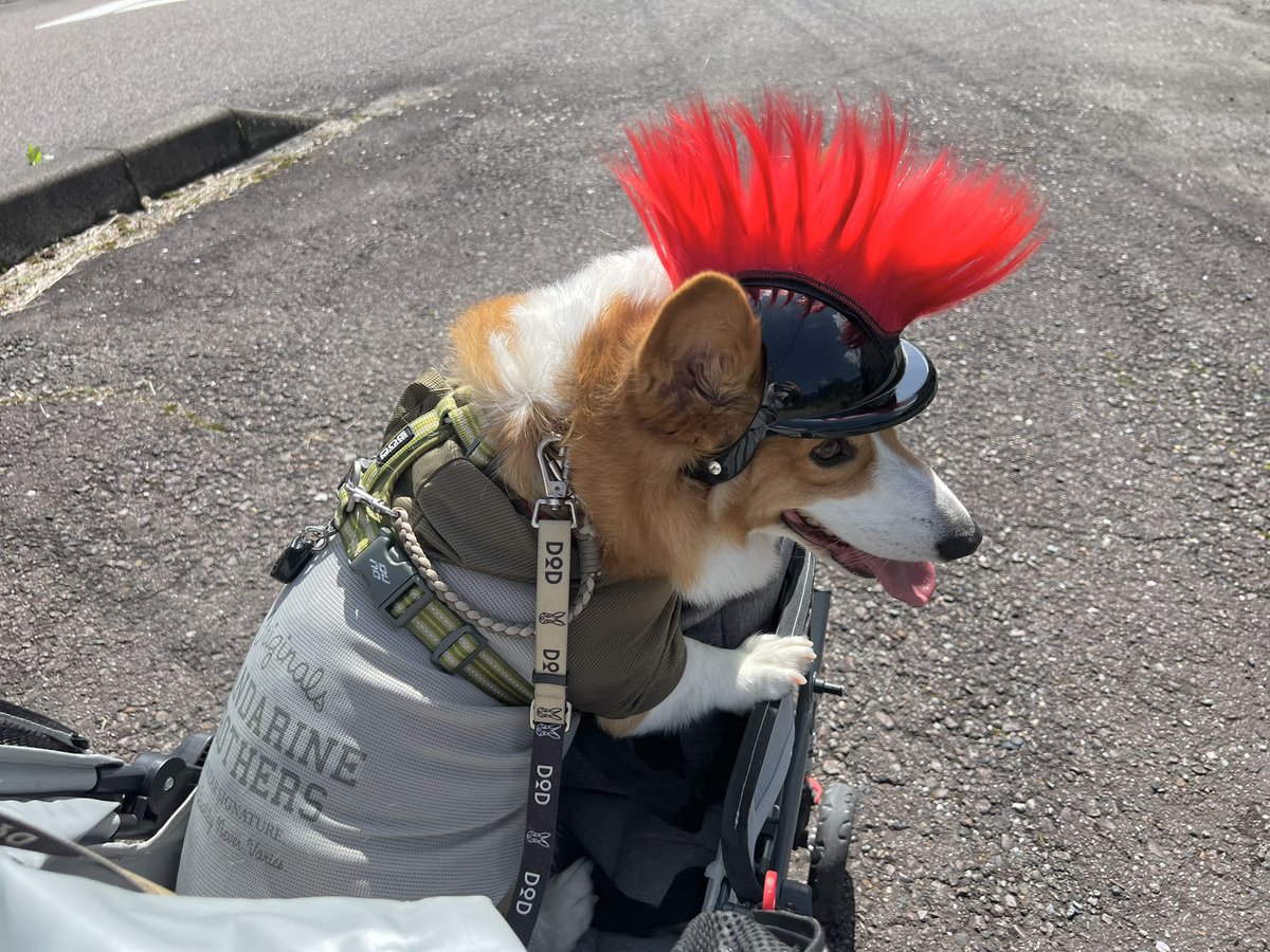 ★ EIN ★@甘えん坊コーギー☻ tweet media