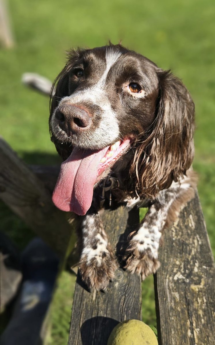 Retired Police Dogs Merseyside tweet media