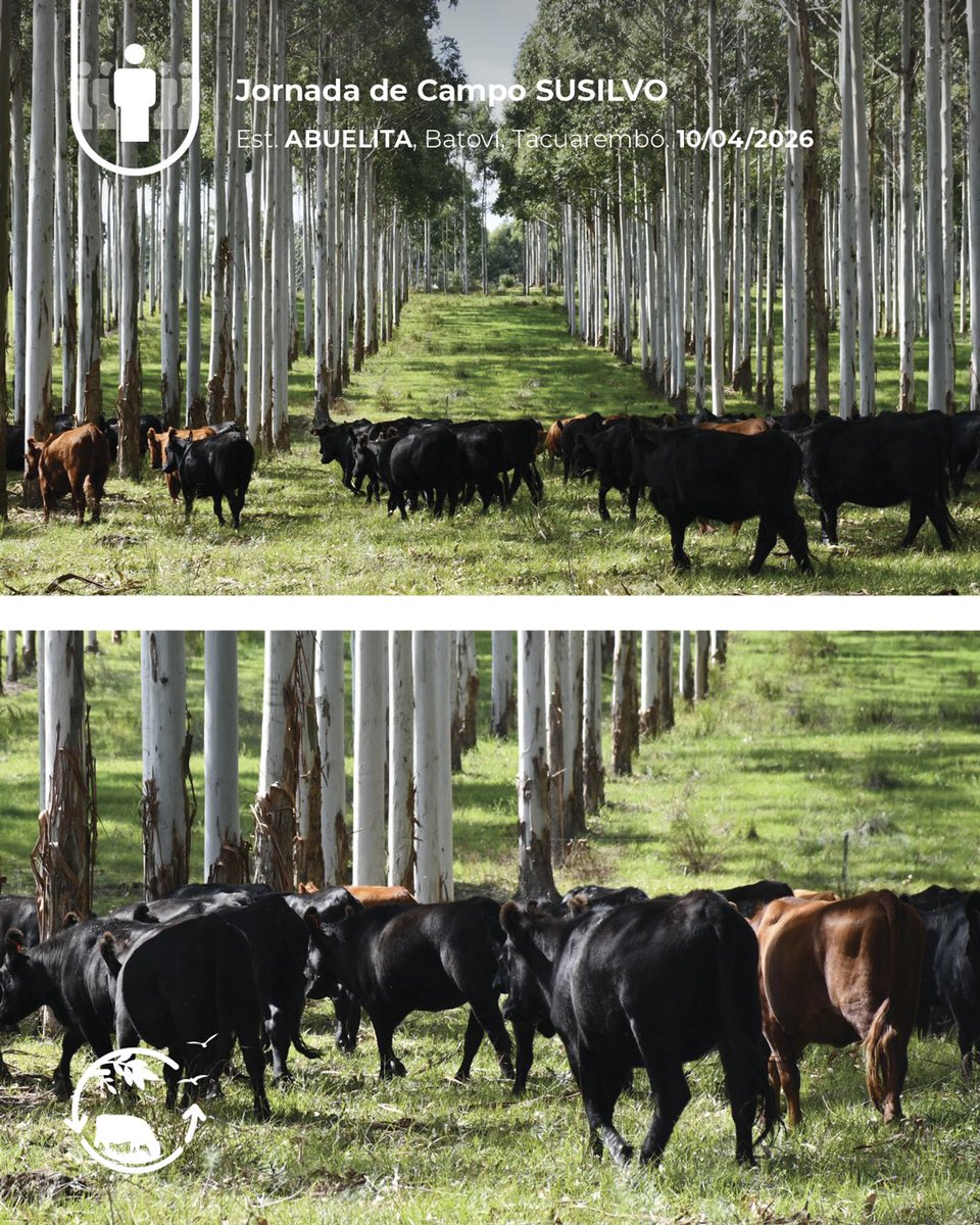 Sociedad Uruguaya de Silvopastoreo tweet media