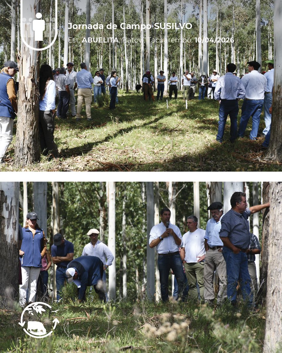 Sociedad Uruguaya de Silvopastoreo tweet media