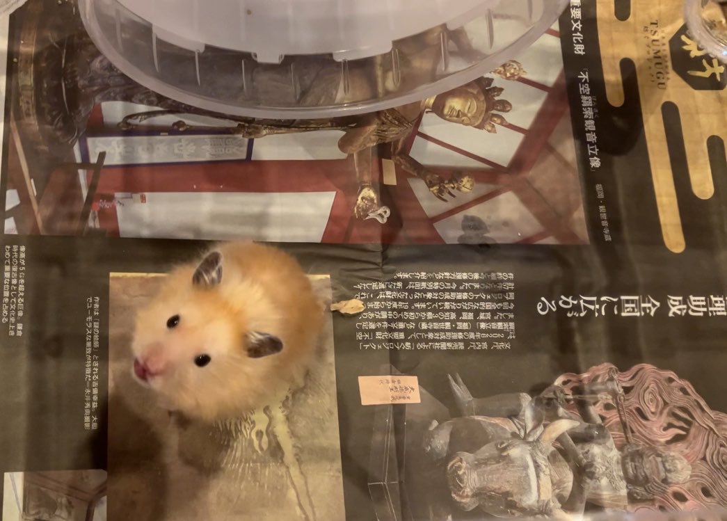 ごまちゃん tweet media