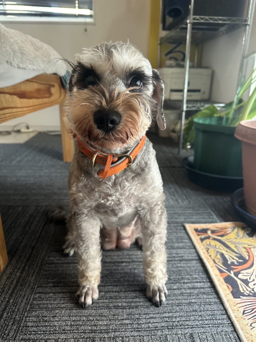 まんまる堂のいぬ tweet media