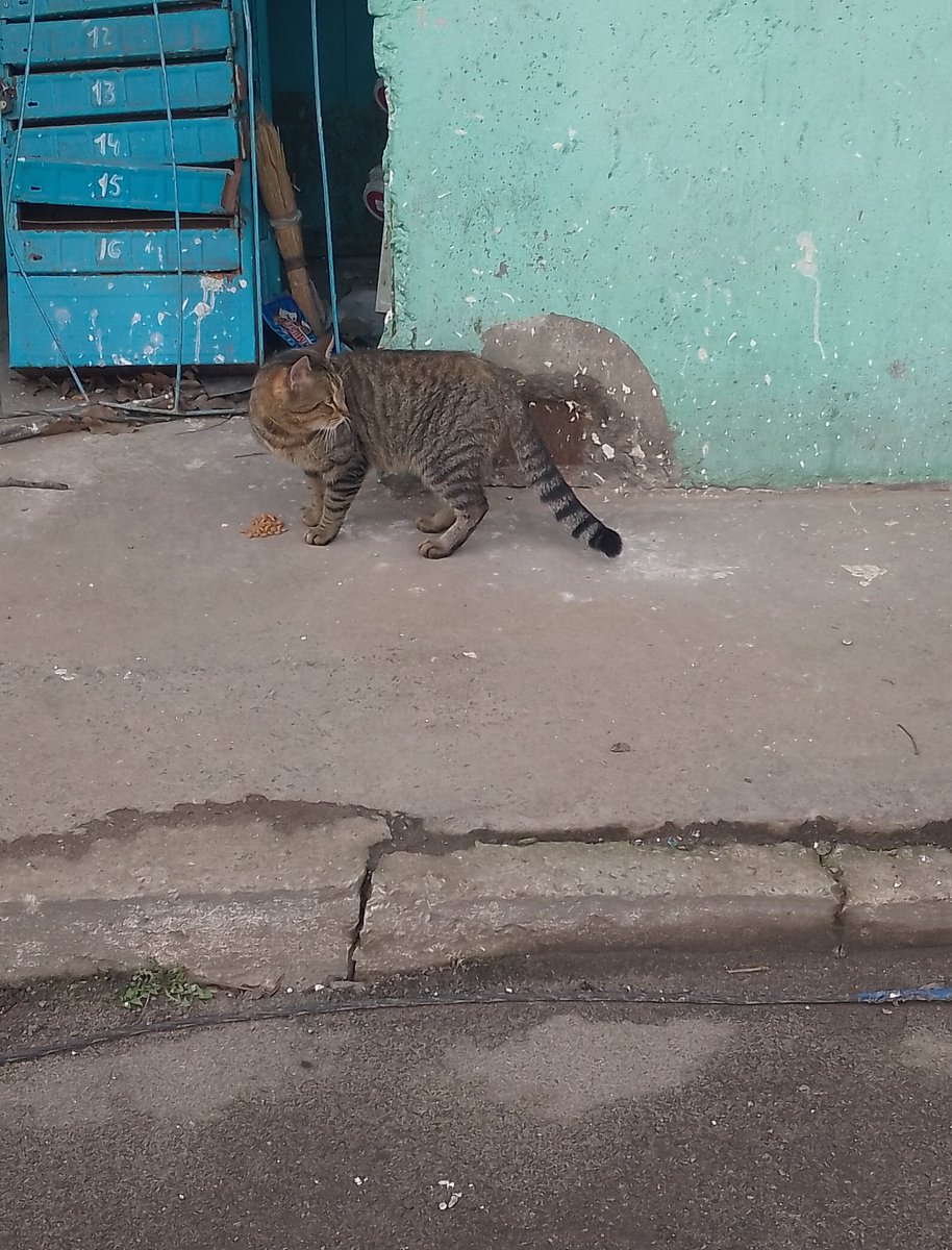 Розбита Бородянка tweet media