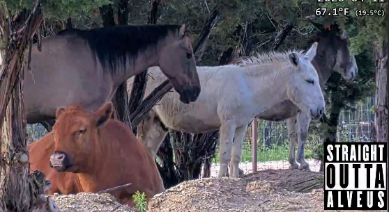 Carl Barks tweet media