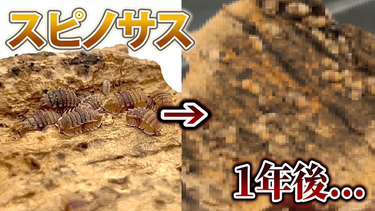 動画upしました👀✨️

【スピノサス】トゲトゲダンゴムシ初購入から1年後の現状...
youtu.be/LiLxiux0hXg