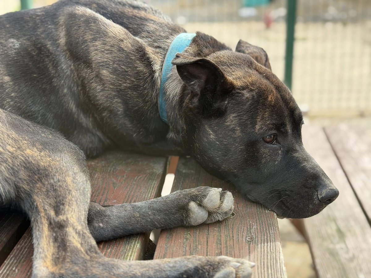 German Shepherd Rescue Elite ( GSRE ) tweet media