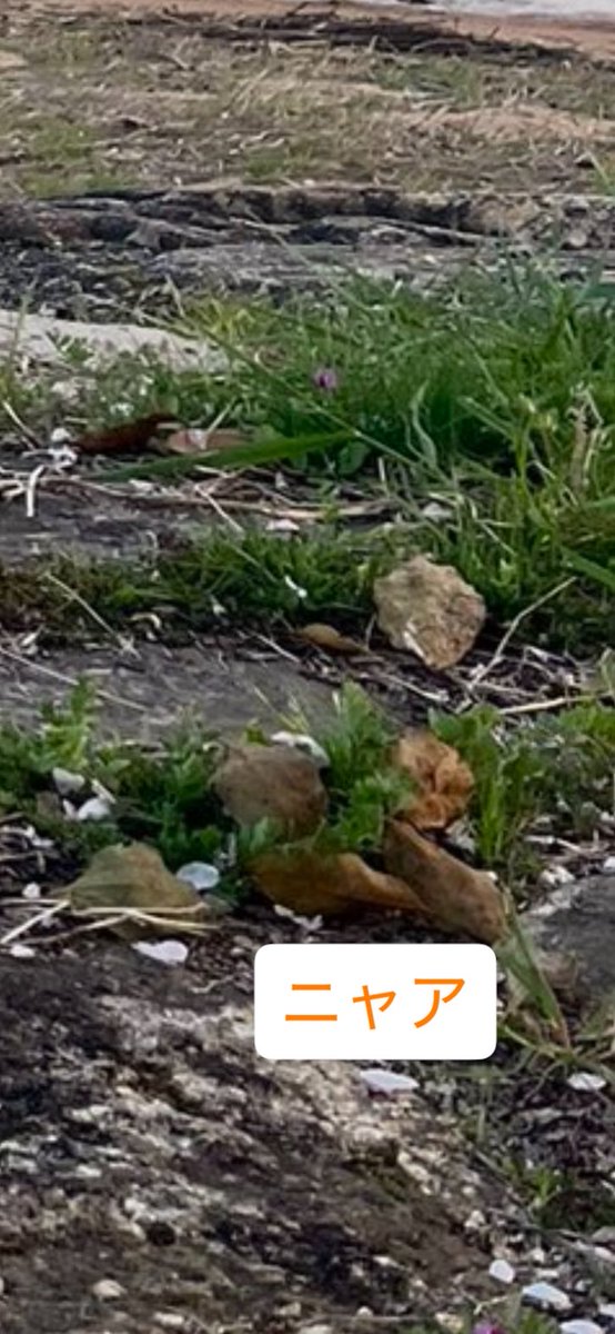 さとぼう tweet media