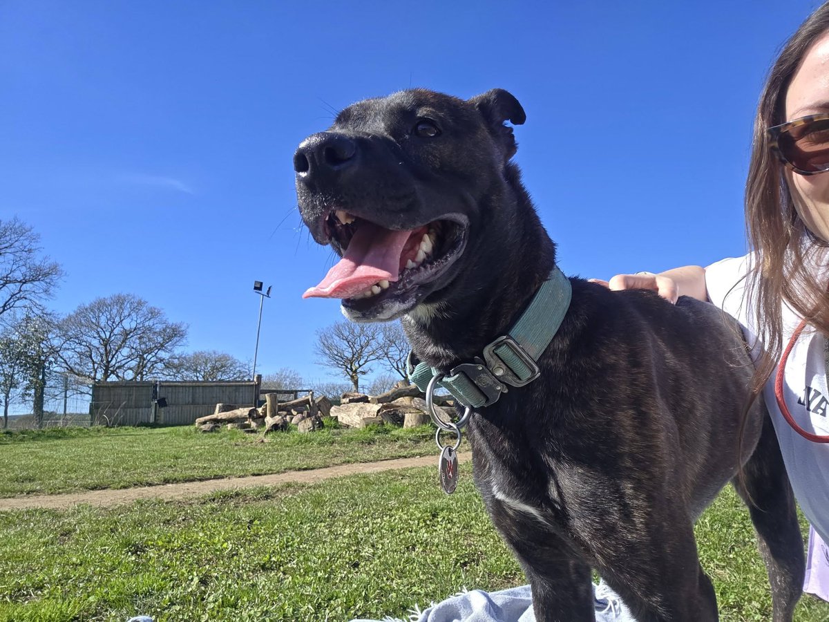 German Shepherd Rescue Elite ( GSRE ) tweet media