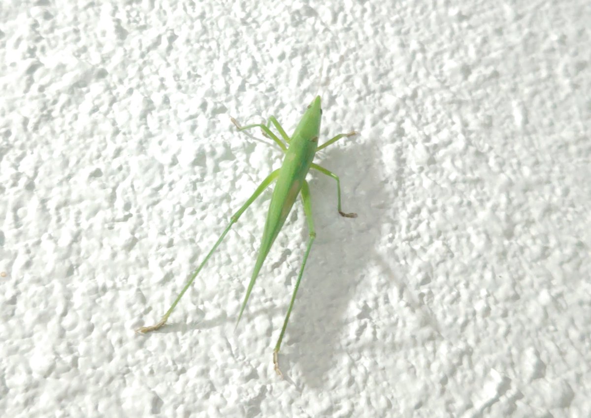 ひろみ@沖縄 tweet media