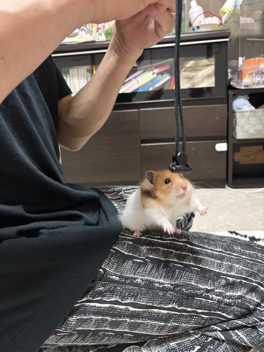 ちくわとムースの飼い主🐹🌷 tweet media