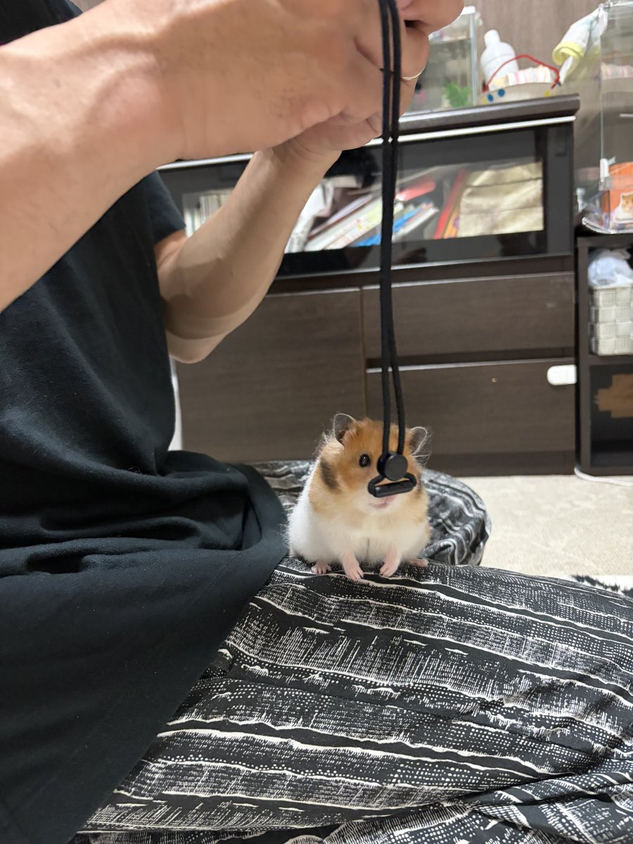 ちくわとムースの飼い主🐹🌷 tweet media