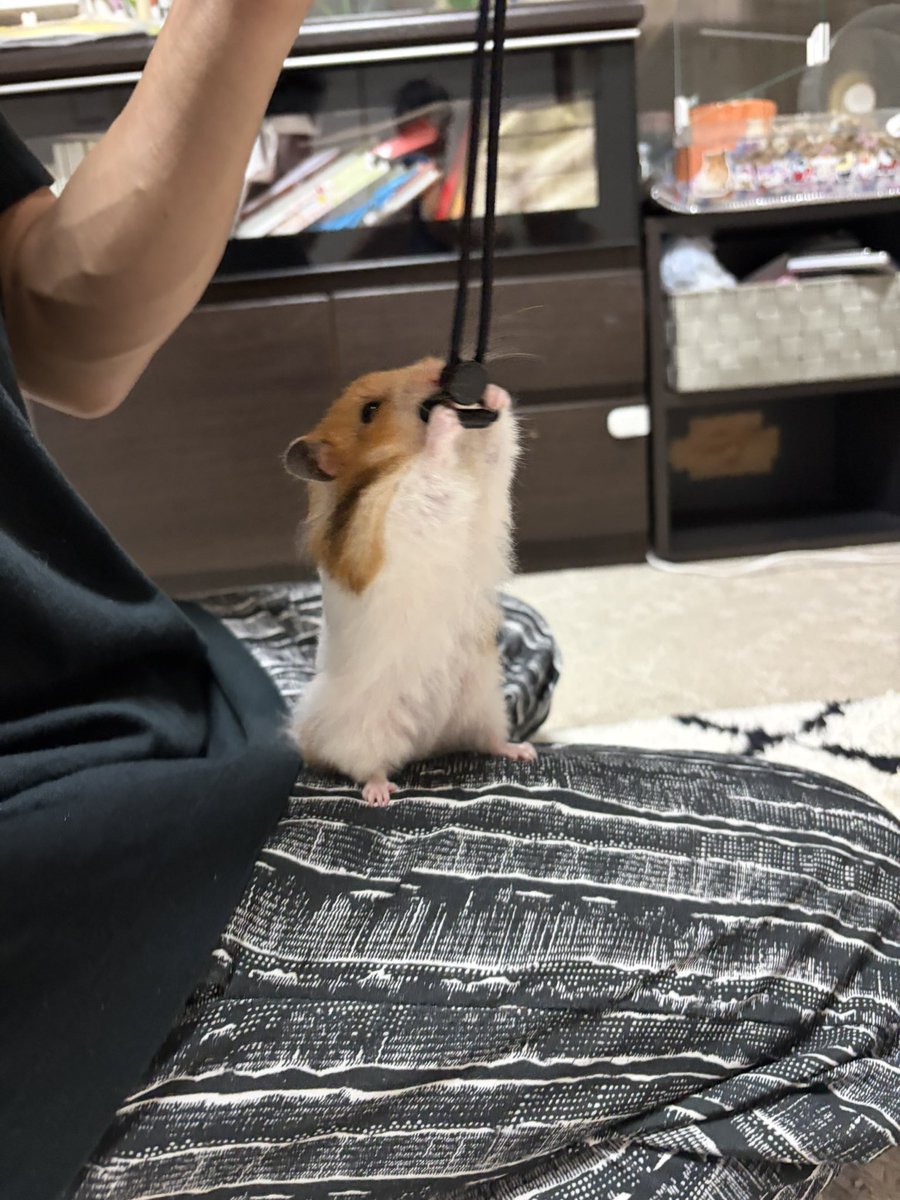 ちくわとムースの飼い主🐹🌷 tweet media