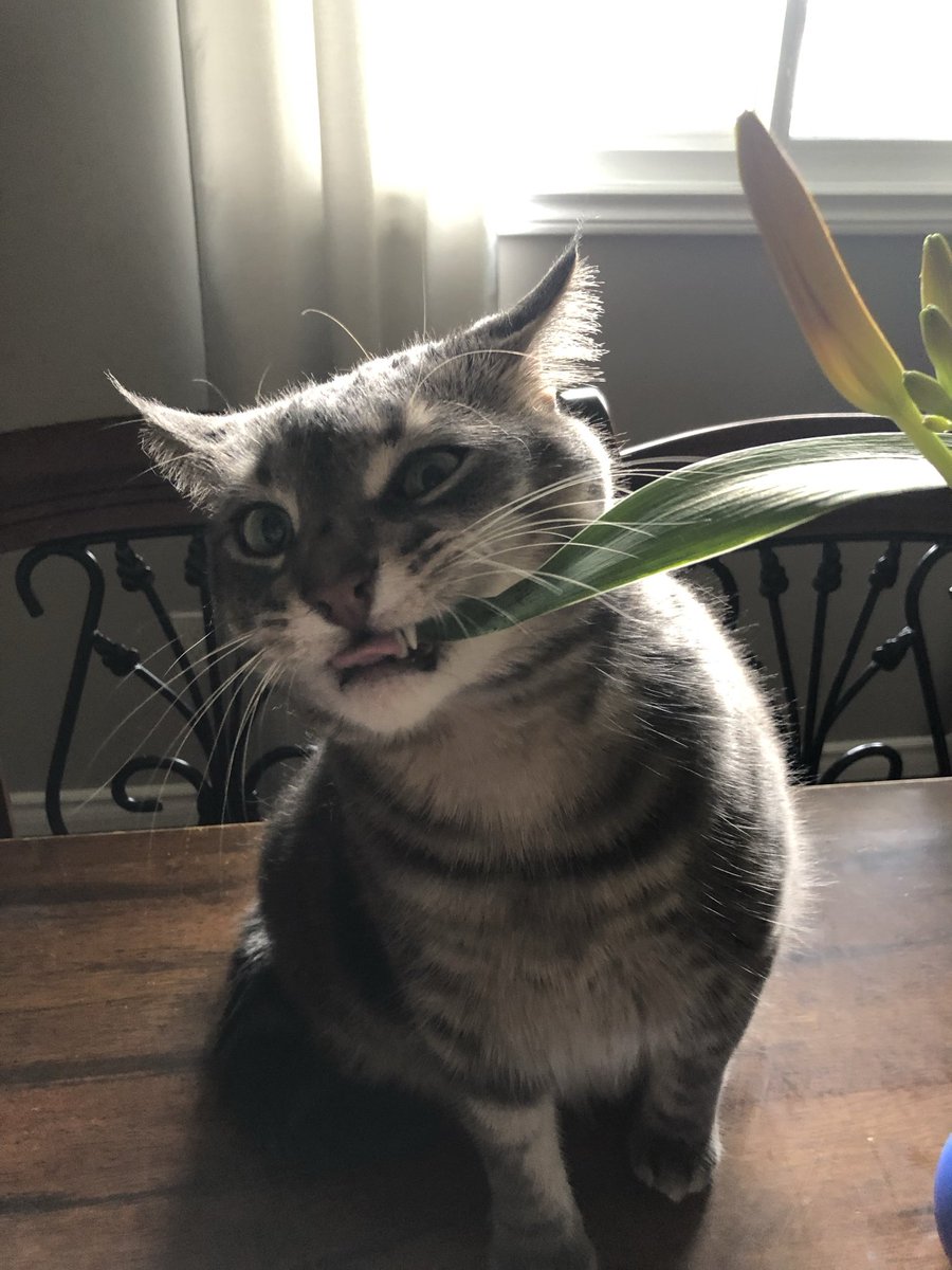 JAED77's tweet photo. @PickliciousF Smokey and Pickle should start a business! 🤦🏻‍♀️🤔 https://t.co/FREw4E1Xok