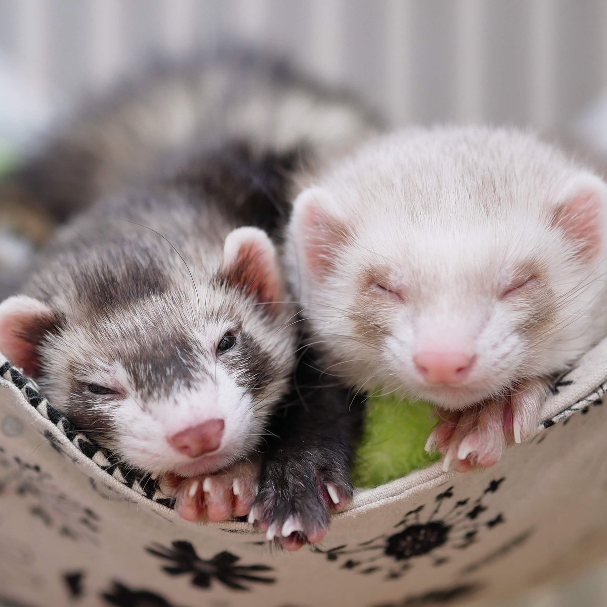 あっきー様ʢ☘︎-·̮•̯ʡʢ•̯·̫-☀︎ʡ tweet media