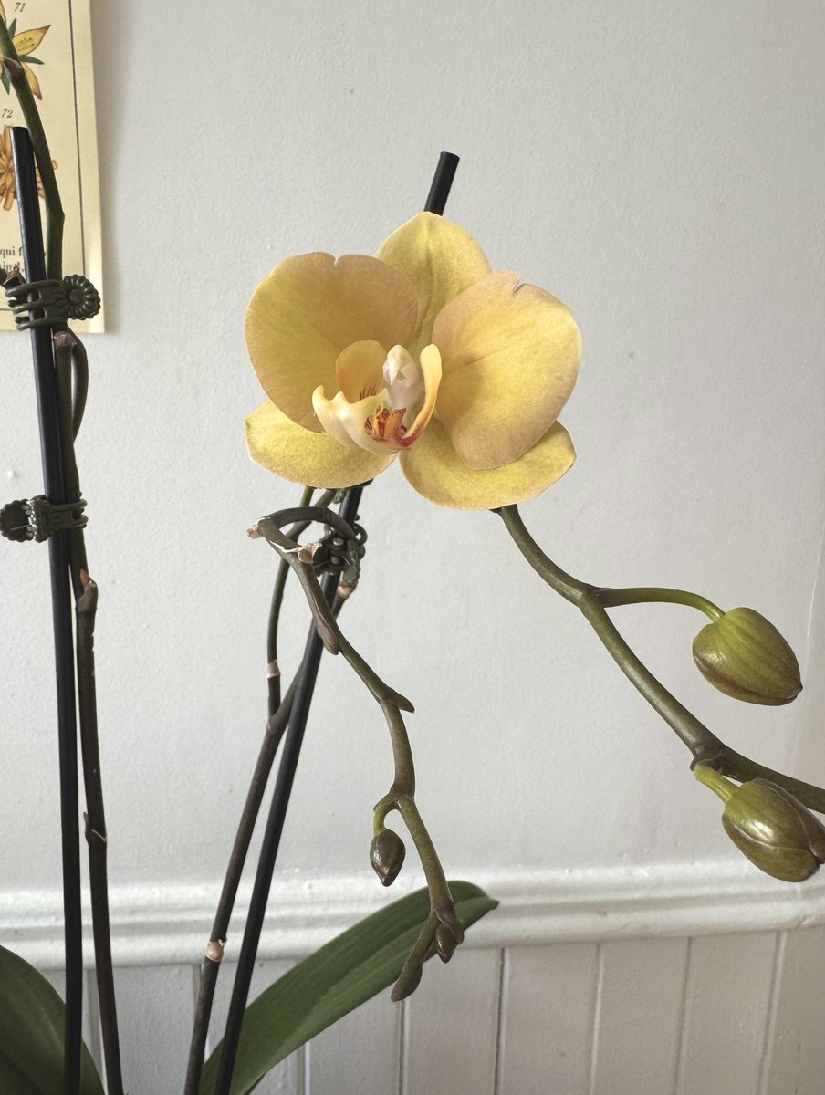 ирис tweet media