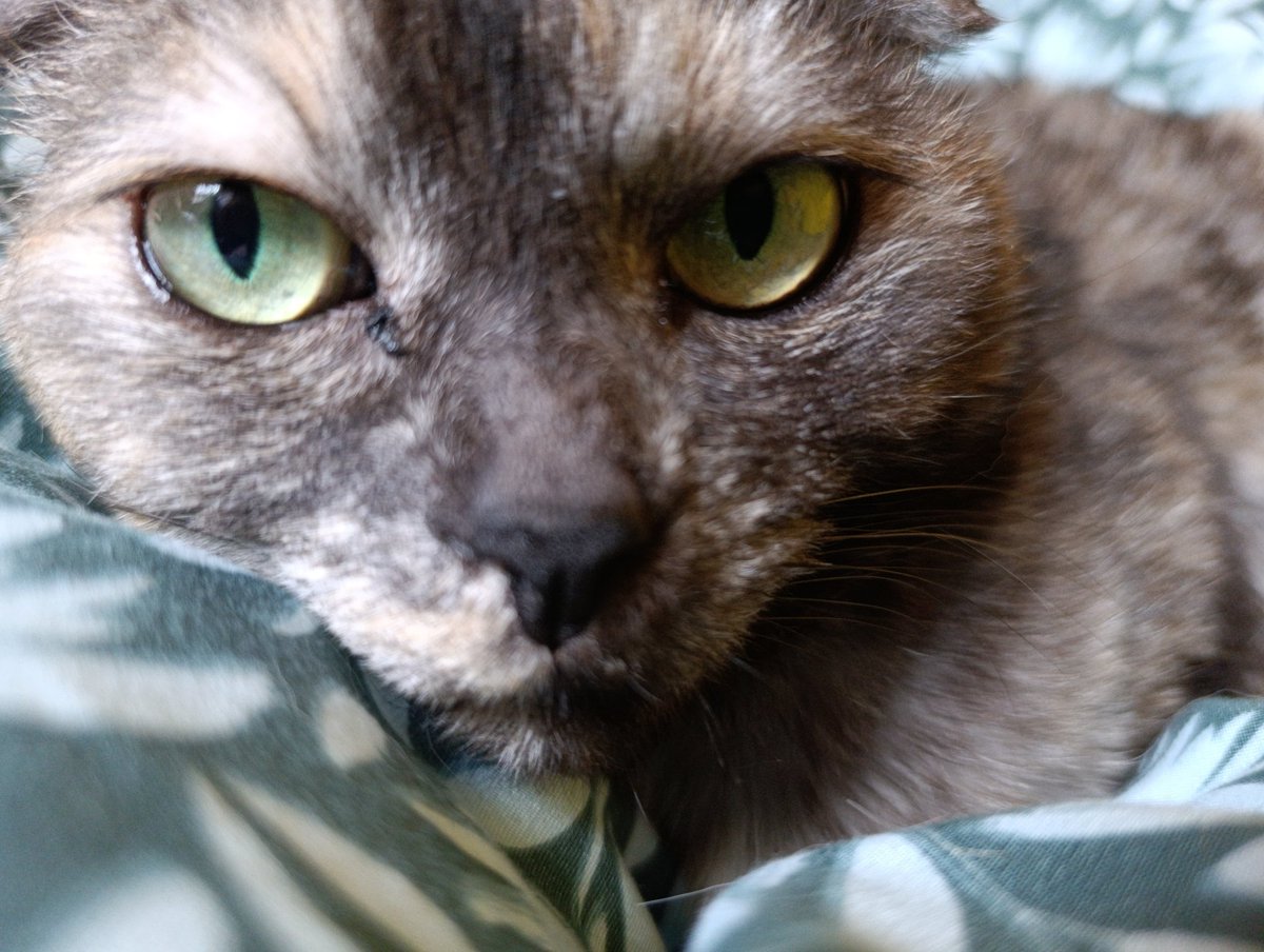 Amy Baby Cat Baumann tweet media