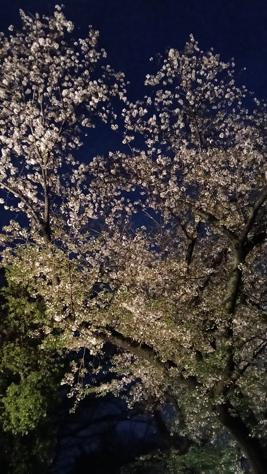ShiranuiGames's tweet photo. さくら舞い散る中に忘れた記憶と https://t.co/H3Jk6UwtGk