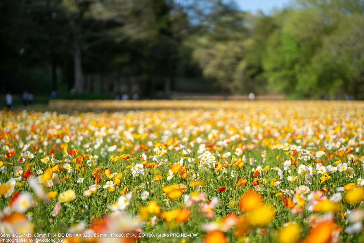 woolong_x9's tweet photo. #アイスランドポピー #ポピー #poppy #国営武蔵丘陵森林公園 #武蔵丘陵森林公園 #森林公園 #滑川町 #埼玉県 #α7V #α7v #a7V #a7v #ILCE7M5 #85dgdn #85mmdgdn #85mmf14dgdn #85mm #sigma85 #sigma85art #sigma #シグマ https://t.co/Uui0wNWrj2