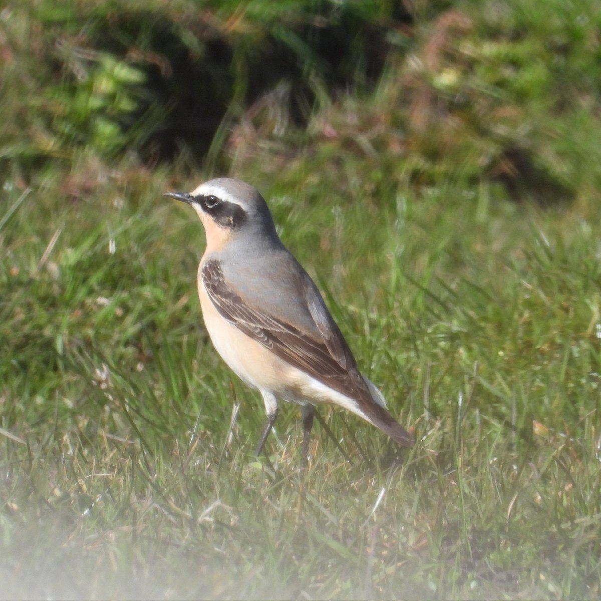 Mark32729033's tweet image. Some weird and wonderful snaps from earlier on this week. Possible ring ouzel up penycloddiau. Loads of wheatear clocaenog forest. And some raptors up the moors. Thought the buzzards looked weird 😂 #northwales