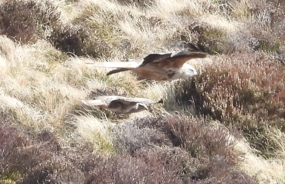 Mark32729033's tweet image. Some weird and wonderful snaps from earlier on this week. Possible ring ouzel up penycloddiau. Loads of wheatear clocaenog forest. And some raptors up the moors. Thought the buzzards looked weird 😂 #northwales