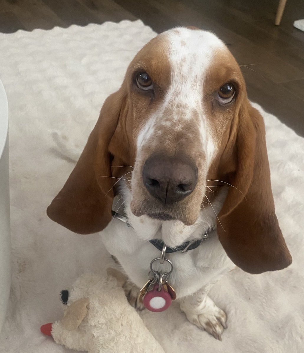 Chloe Belle ~ The Athletic Basset tweet media