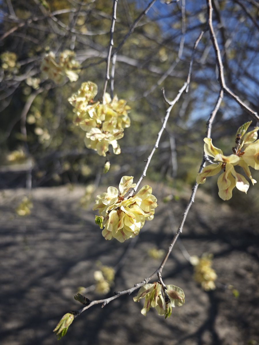 KatySnchez's tweet image. Flores  temprana de un olmo #flores #olmo #primavera #arboles #hacerfotos