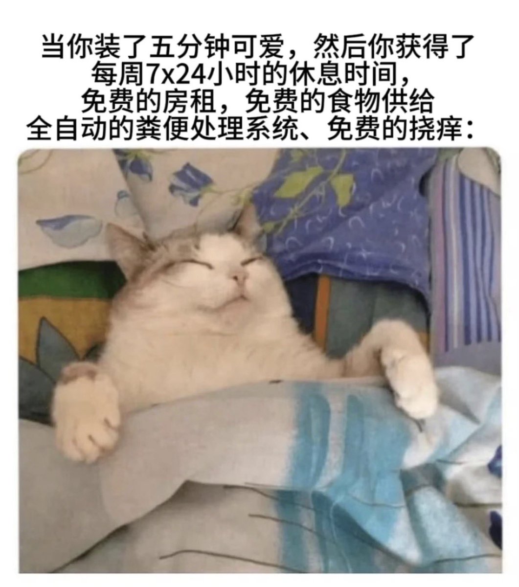 禿道道🐟 tweet media