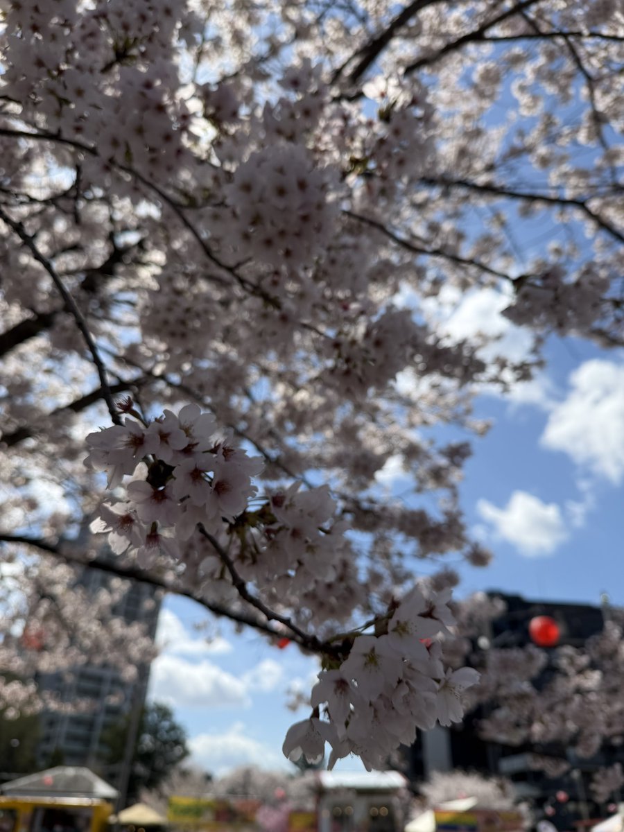 numergon's tweet photo. お花見ー https://t.co/FOIa7RQ8mk