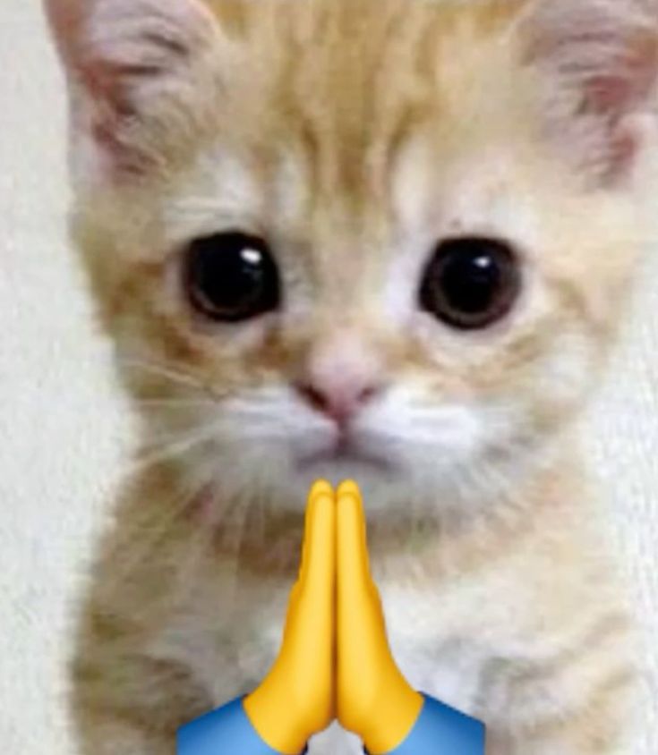 Amelia ꫂ❁ tweet media