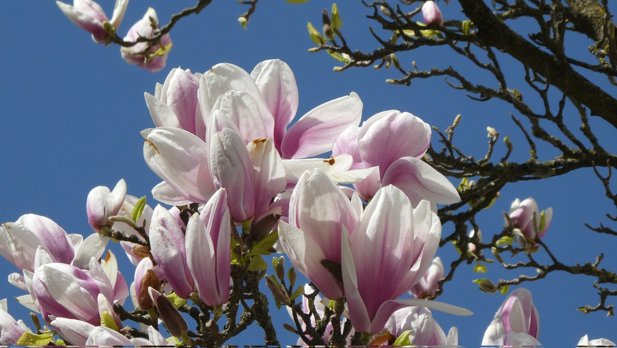 Martina V tweet media