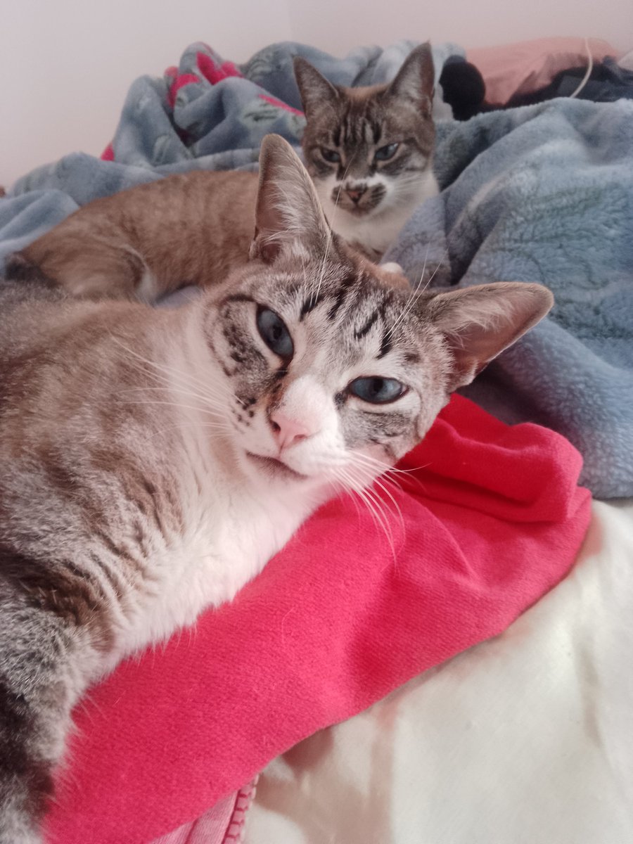 rimberlick tweet media