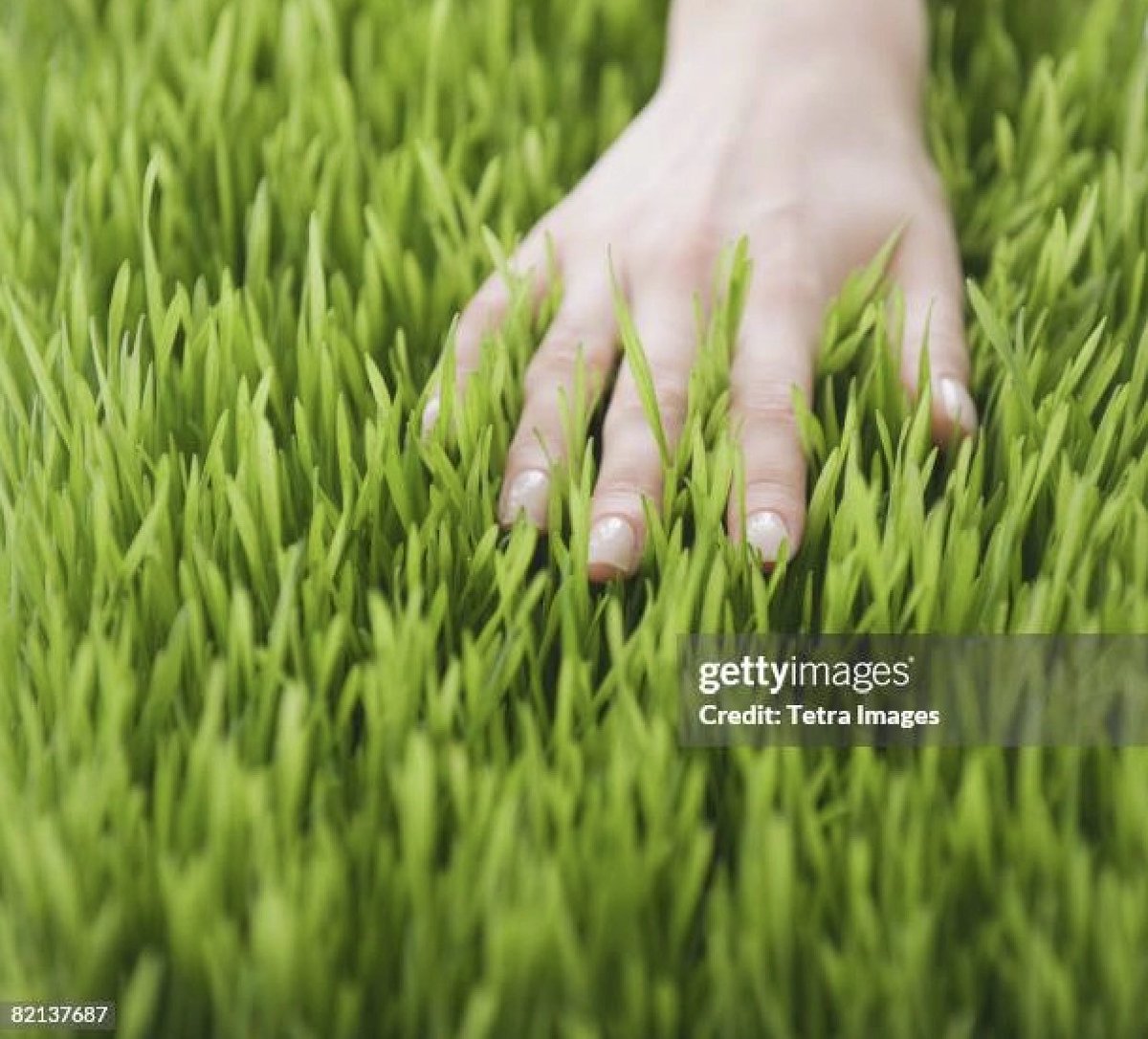 Trust Wallet tweet media