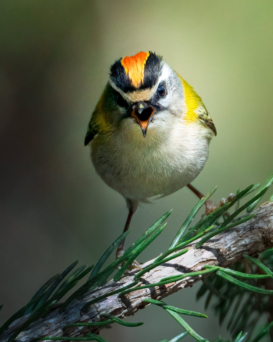 Edgars Trops tweet media