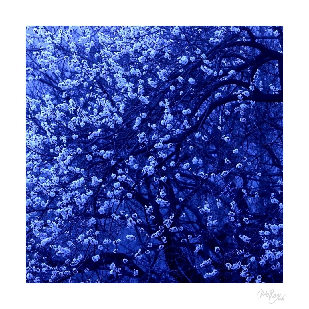 inspirits's tweet photo. In celebration of the Artemis II moon mission, I'm re-releasing my work "Moonlight Blossoms". With everything that's going on, it's nice to be able to focus on something positive (even if off-planet). And who could appreciate the triumph of the human spirit more than artists? https://t.co/eRYUPc8IbS