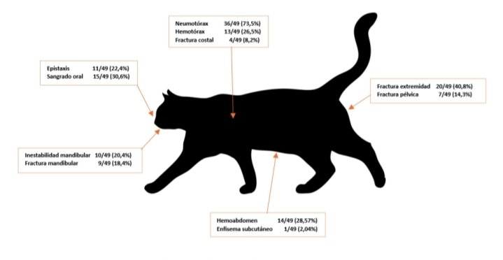 Cat lover vet🐈🐾❤️ tweet media