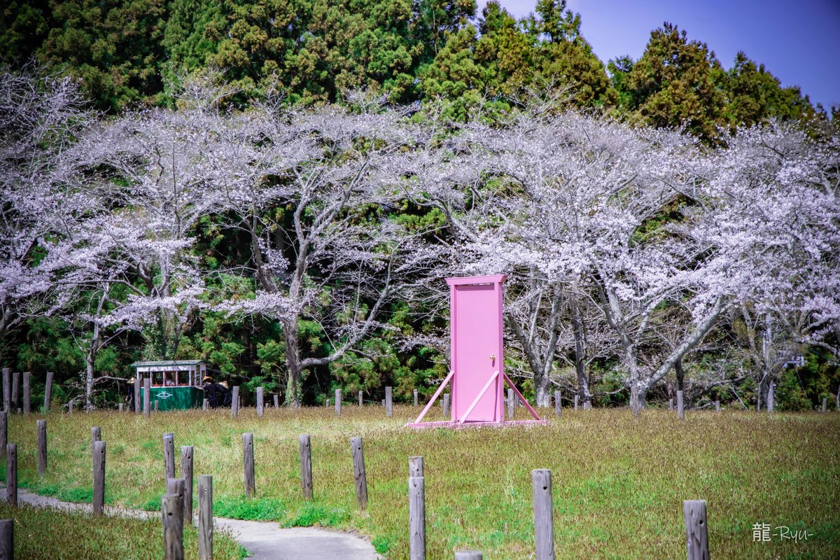 dragon0331's tweet photo. 宮城県大崎市　松山御本丸公園
いい感じに桜が咲いてます🌸
人少なめでお子様とゆっくり過ごすにはベストポイント
なんか見たことあるピンクの扉があるぞ https://t.co/8Hjlwx20w0
