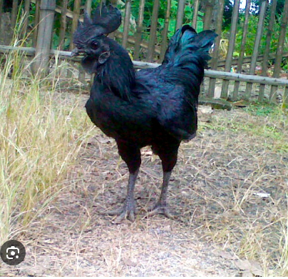 Lenox Ömü tweet media