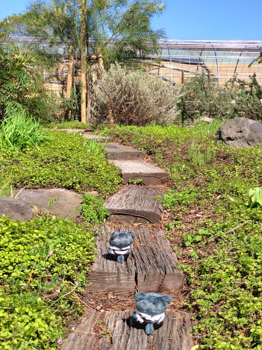 みかん大石 tweet media