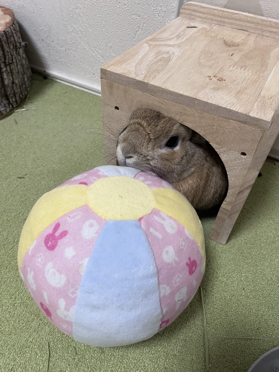 moku_hu's tweet photo. あんちゃん「わたちはあまのいわとごっこしてるだけなの、ひゅーまん」
何この状況...
#うさぎ
#ネザーランドドワーフ https://t.co/ZwBcwb37o0