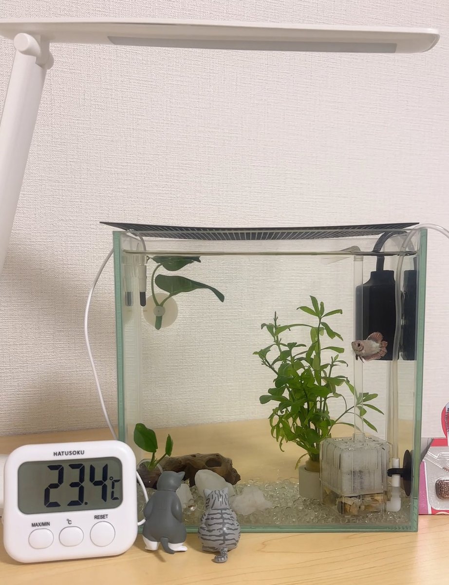ベタちゃまのヒーター
消したけど
水温良さげだなあ