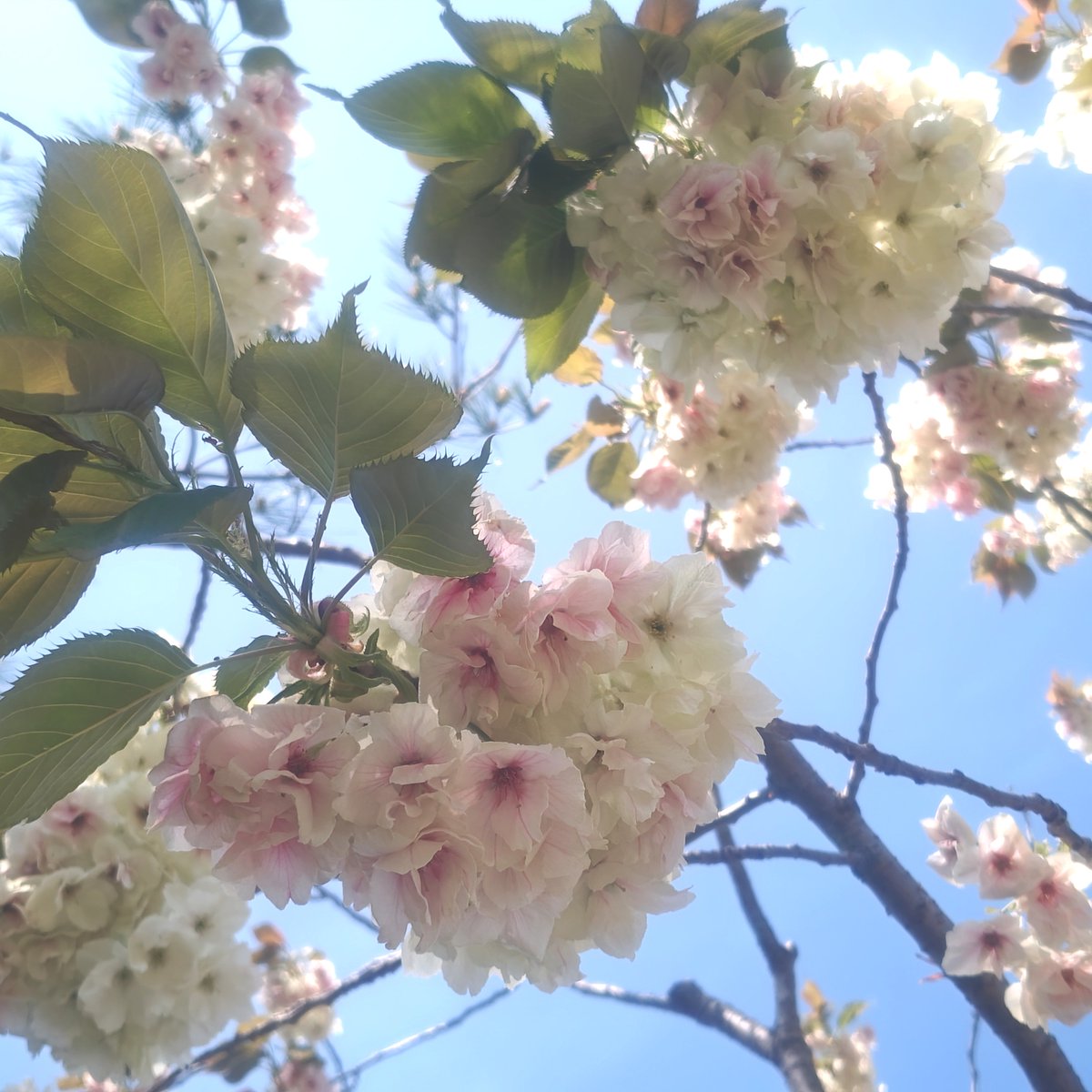 りなおばさん tweet media