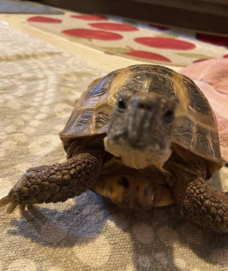 ❄️𓆉 𝒁𝒂𝒔𝒐𝒃𝒐𝒏 𓆉 (OPEN COMMISIONS )❄️ tweet media