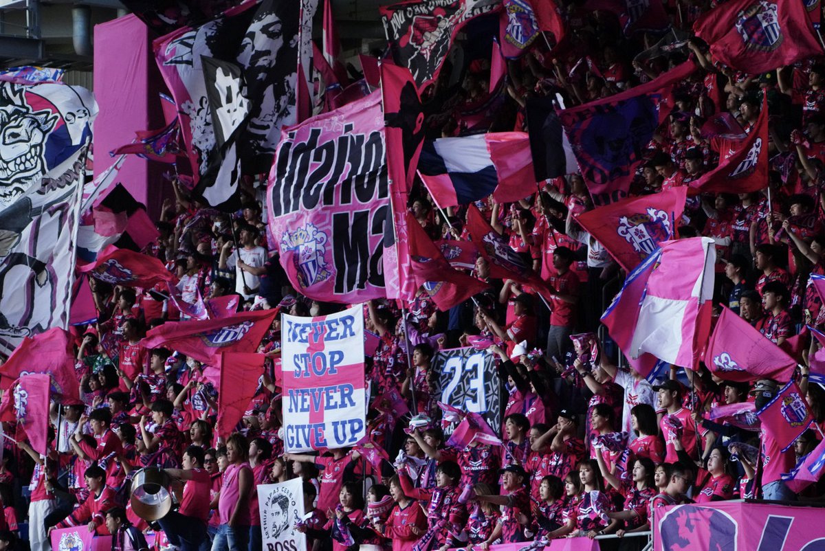 N.cerepanda tweet media