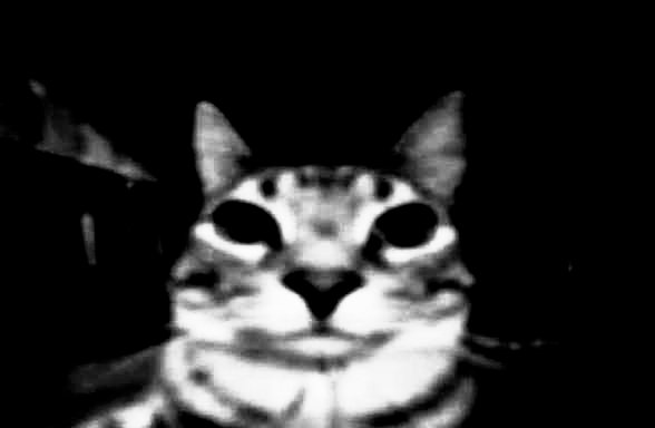 Make Corolla greater again tweet media