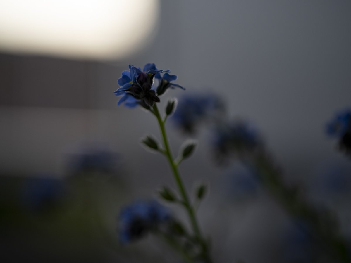 夕
の光。

20260411
#NoWar
#forgetmenot
#ちいさなくに 
#intenyears