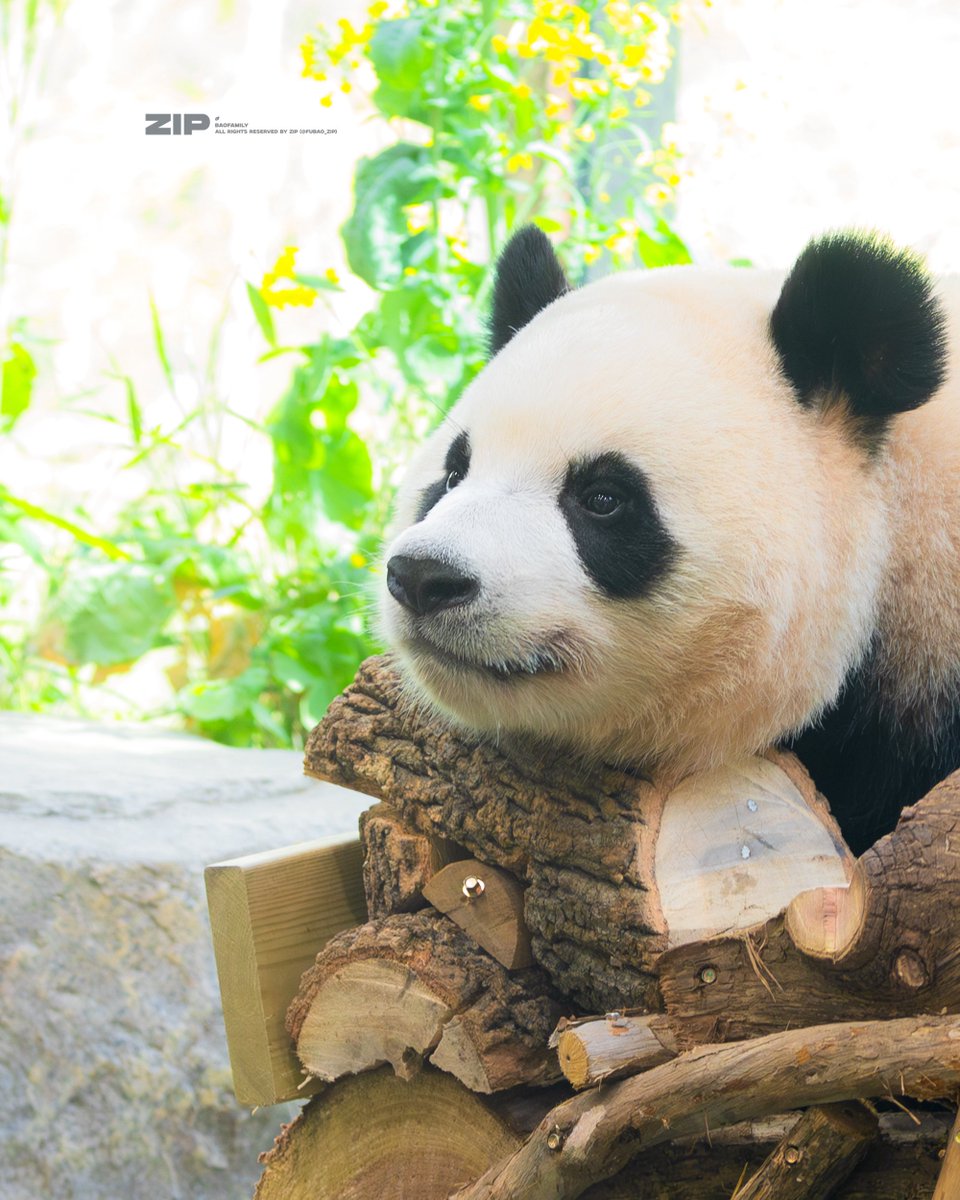 푸바오.zip tweet media